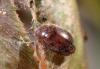 Rhyzobius chrysomeloides